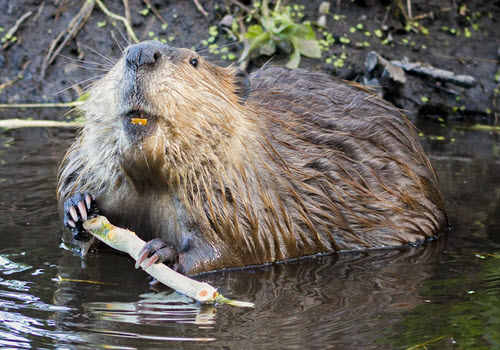 Beaver in a river